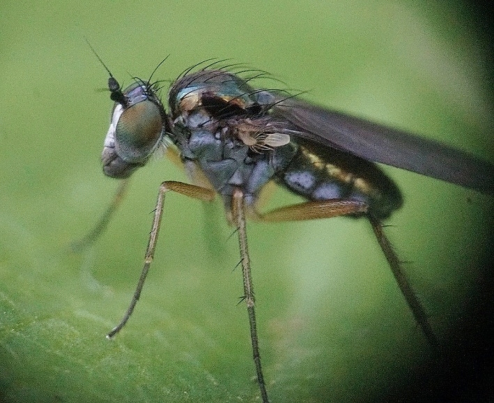 vliegje  blauwachtig met witte snuit